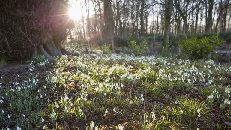 Show-stopping snowdrops at Kingston Lacy