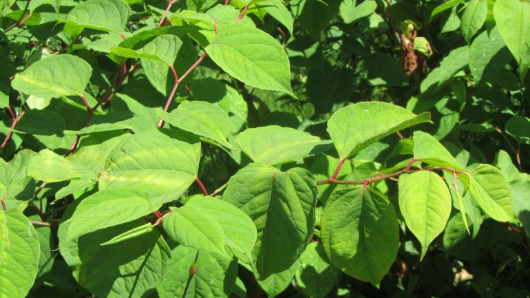 Is Japanese knotweed, stopping your sale?