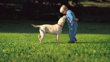 Artifical Grass; Child and pet friendly, no mud or mess!