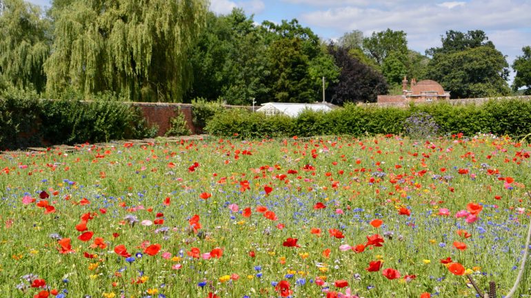 Pop-up flower meadow at The Vyne