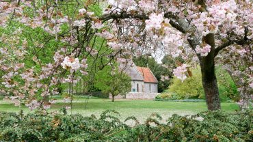 Celebrating blossom with the National Trust