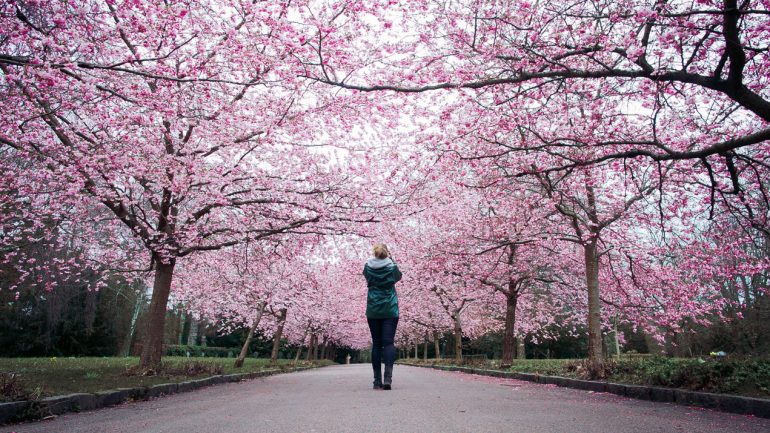 Surprising places to see  beautiful seasonal blossom