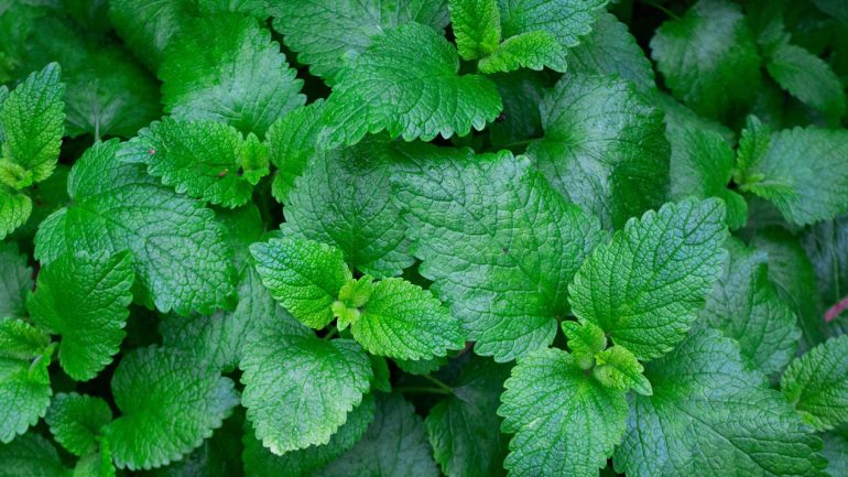 Back to Nature – Fresh Mint